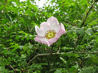 <i>Rosa hirtula</i> Species of plant in the family Rosaceae