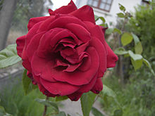 Rose (fleur) — Wikipédia