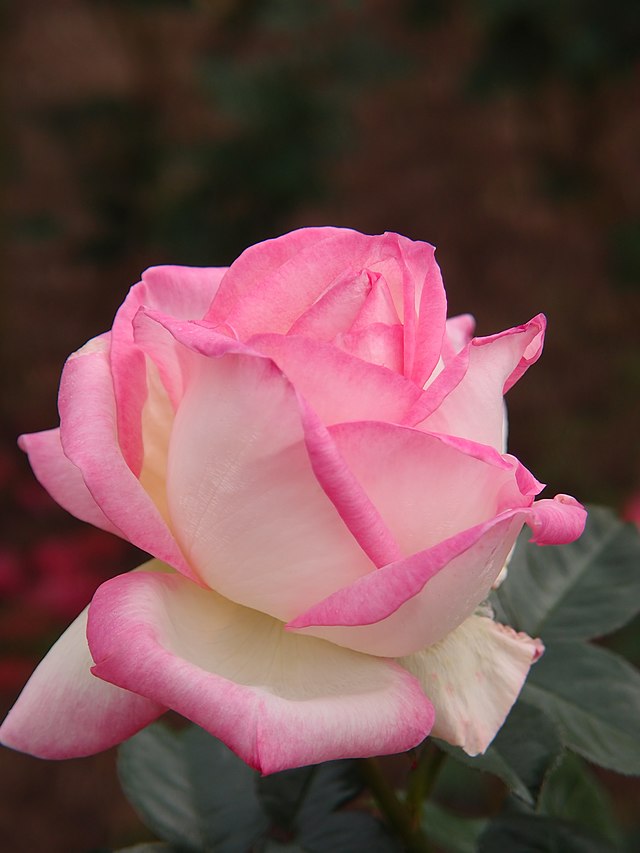 une rose blanche bordée de rose