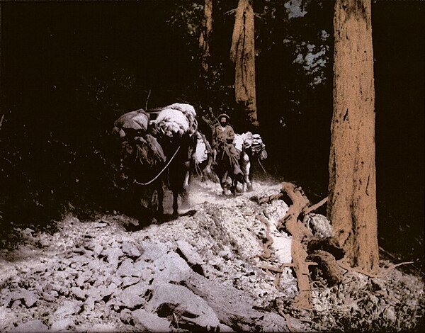 Hand-tinted photograph of local Cowboy Roy Bixby leading pack mules through the redwoods in Palo Colorado Canyon on 1932.