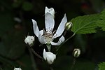 Rubus ursinus 0930. 
 JPG