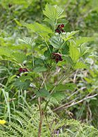 Rubus vernus (Mount Kasa).jpg