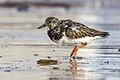 * Nomination A ruddy turnstone (Arenaria interpres) walking in water. --Alexis Lours 18:54, 1 November 2023 (UTC) * Promotion  Support Good quality. --JoachimKohler-HB 22:41, 1 November 2023 (UTC)