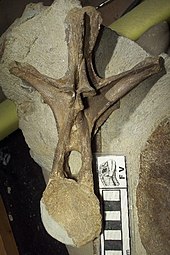 Back-vertebra in front view Rueckenwirbel Europasaurus.jpg