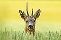 * Nomination A roe deer in the fields --Felino Volador 18:33, 8 June 2024 (UTC) * Promotion  Support Good quality. --Екатерина Борисова 18:52, 8 June 2024 (UTC)