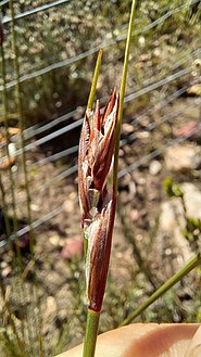 Flowering heads