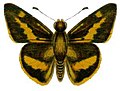 Motýl Sabera dobboe