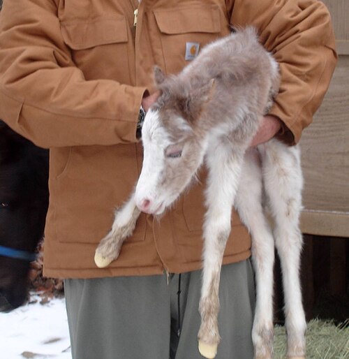 A pony foal