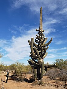 Saguaro or Sahuaro (Carnegiea gigantea) shaped like a man. Typical columnar  cactus from the Sonoran Desert, Mexico. monotípicoc is a species of greater  size among the cacti . KEY WORDS: surreal, alien