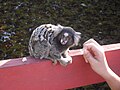 Jardim Botânico Do Recife - 🙈O Sagui do tufo branco (Callithrix jacchus) é  uma espécie de macaco originária do Nordeste do Brasil. Eles ocorrem em  Mata Atlântica 🌳e são bichinhos que se