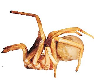 <i>Sahastata</i> Genus of spiders