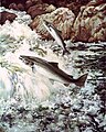 "Salmon_fish_swimming_upstream.jpg" by User:Fæ