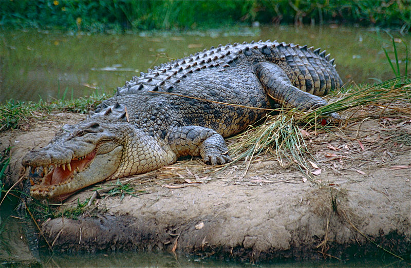 File:Saltwater Crocodile (Crocodylus porosus) (10106331165).jpg