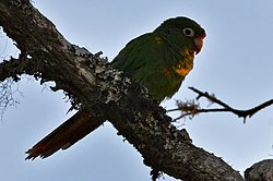 Santa Marta Parakeet.jpg