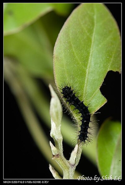 File:Saturniidae caterpillars (5618811064).jpg