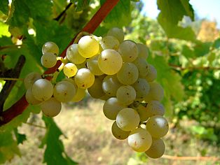 Sauvignon Blanc, Blanc FumÃ©, Sauvignon Jaune â€“ fÃ¼r weitere siehe ...