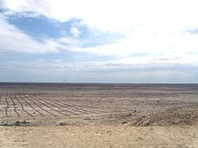 Jeunes plantations de saxaoul (avril 2012) sur l'ancien fond de la mer d'Aral – au sud de la Grande mer d'Aral en Ouzbékistan.