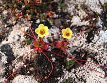 Saxifraga platysepala IMG 5663 traadsildre reinsdyrflya.jpg