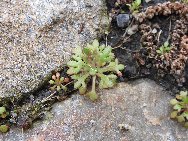 File:Saxifraga tridactylites Blaetter-Kasernenplatz-Bern-1.jpg