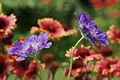 * Nomination Scabiosa « Pink mist » (Scabiosa columbaria) before firewheels (Gaillardia pulchella) in a garden, France. --JLPC 22:03, 21 October 2012 (UTC) * Promotion Really nice --Poco a poco 03:48, 22 October 2012 (UTC)