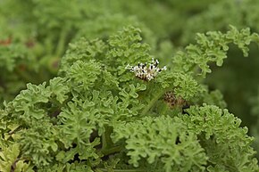 Scalesia helleri.jpg görüntüsünün açıklaması.