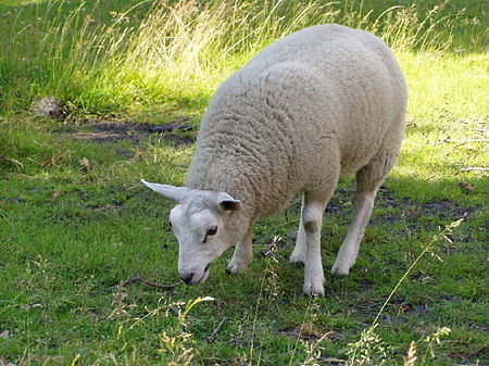 Cừu_Texel