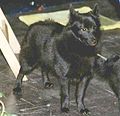 Pienoiskuva sivulle Schipperke