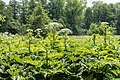 * Nomination Giant hogweed south of the street “Waldmühle” in Schleswig, Schleswig-Holstein, Germany --XRay 04:39, 28 June 2023 (UTC) * Promotion  Support Good quality -- Johann Jaritz 04:59, 28 June 2023 (UTC)