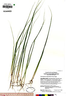 <i>Schoenoplectus subterminalis</i> Species of grass-like plant