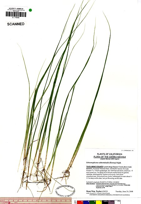 Schoenoplectus subterminalis