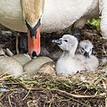 Vorschaubild der Version vom 17:03, 22. Mai 2016