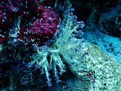 Une colonie de corail Scleronephthya sp.