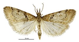 Scoparia fimbriata