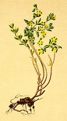 Annual sedum (Sedum annuum), illustration