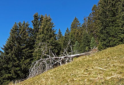 Dead tree Seiser Alm South Tyrol