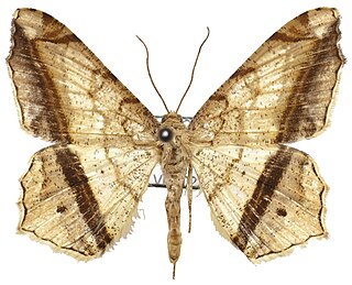 <i>Semiothisa ozararia</i> Species of moth