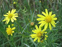 Senecio inaequidens