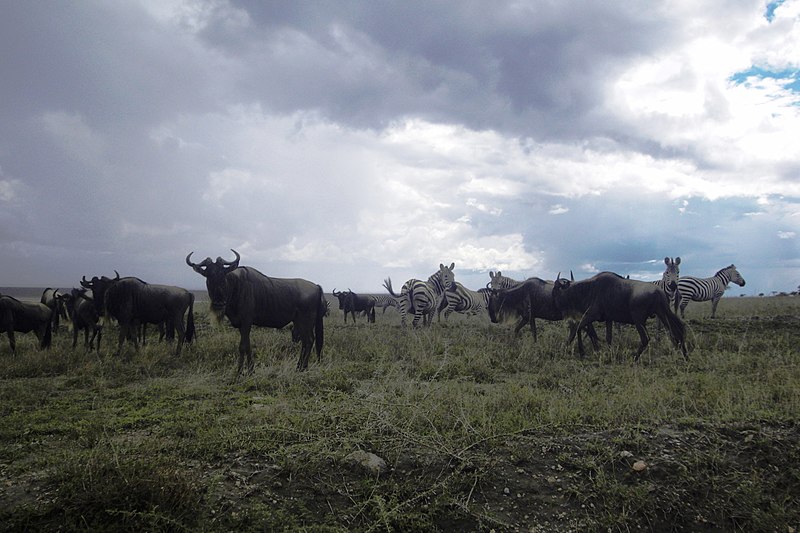 File:Serengeti Grande migration Safari 2013.jpg