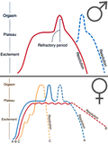 Miniatura para Respuesta sexual humana