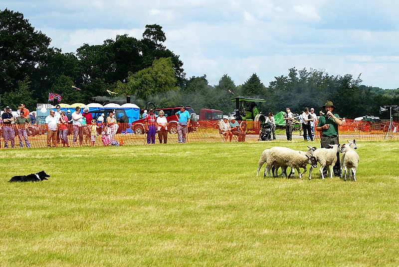 File:Sheep Dog Display (2621817206).jpg