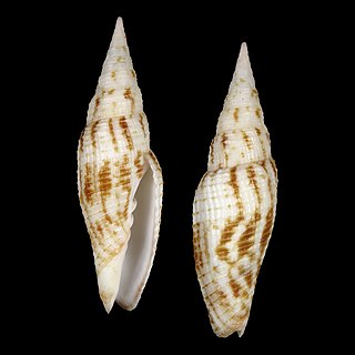 <i>Imbricaria bellulavaria</i> Species of gastropod