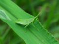 A. c. antennata larva