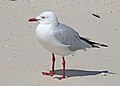 Michaelmas Cay, Veliki koraljni greben, Queensland, Australija