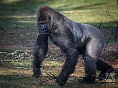 Westlicher Gorilla