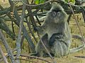 Silvered Leaf Monkey (Trachypithecus cristatus) (8125659493).jpg