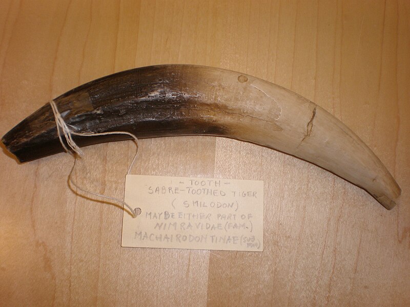 File:Smilodon tooth CAS 2.JPG