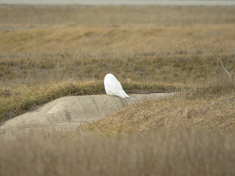 File:Snowy Owl, Muskegon Wastewater Complex, January 7, 2012 (6656061493).jpg
