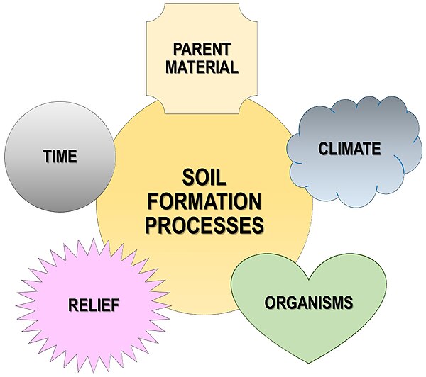 Five factors of soil formation