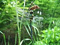 2010年5月29日 (土) 07:26時点における版のサムネイル