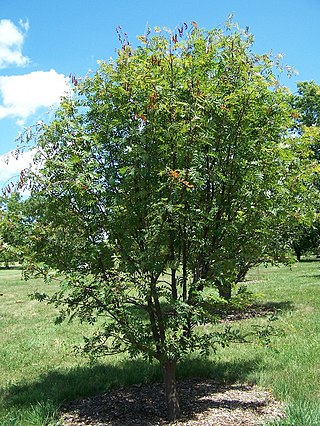 <i>Sorbus commixta</i> Species of plant